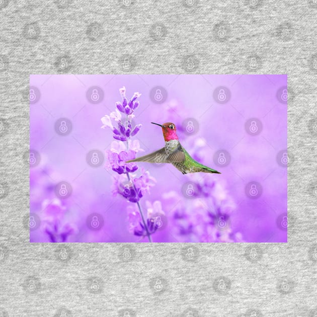 Anna's Hummingbird at Lavender Sprig by lauradyoung